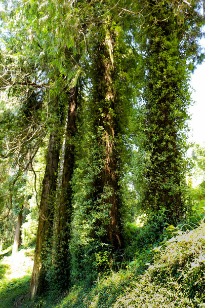 perto de um tronco de árvore - Foto, Imagem