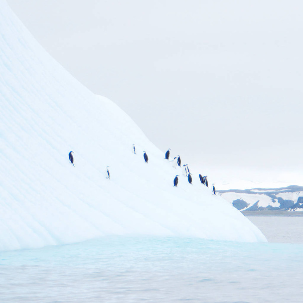 iceberg flutuando na antártica com pinguins
 - Foto, Imagem