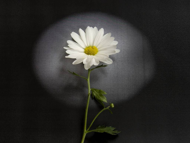 Condoleance kaart - witte bloem - Foto, afbeelding