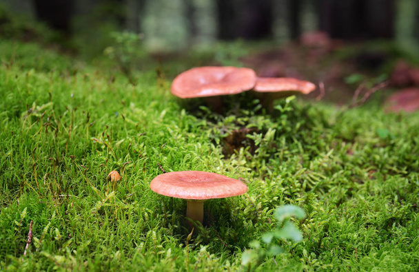 Eatable mushrooms on green moss - Photo, Image