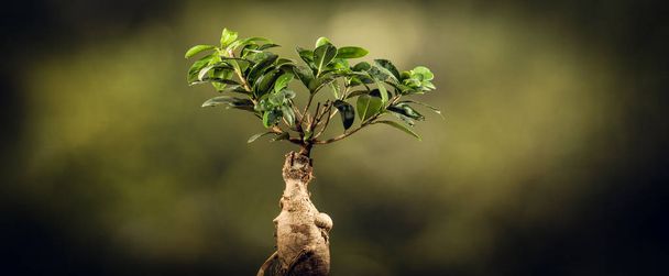 Closeup of a bonsai tree, on natural background. - 写真・画像