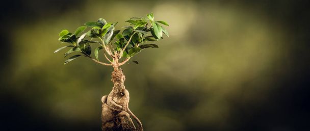 Closeup of a bonsai tree, on natural background. - 写真・画像