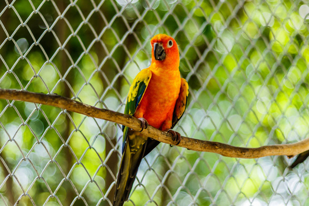 Красиві барвисті папуга, папуга сонця (Aratinga Сонячна), s - Фото, зображення
