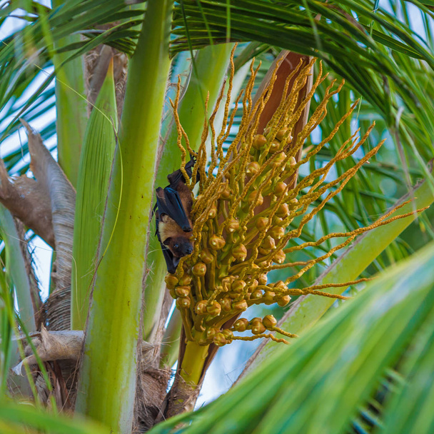 Flying fox (pteropus malediwskim) na palmy, Malediwy - Zdjęcie, obraz