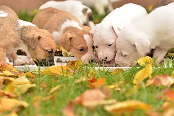 söpö pikku koiria syksyllä tausta - Valokuva, kuva