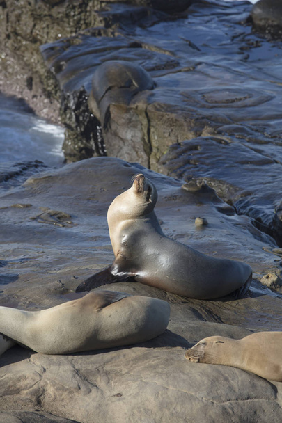 Група тюленів відпочиває на скелі
 - Фото, зображення