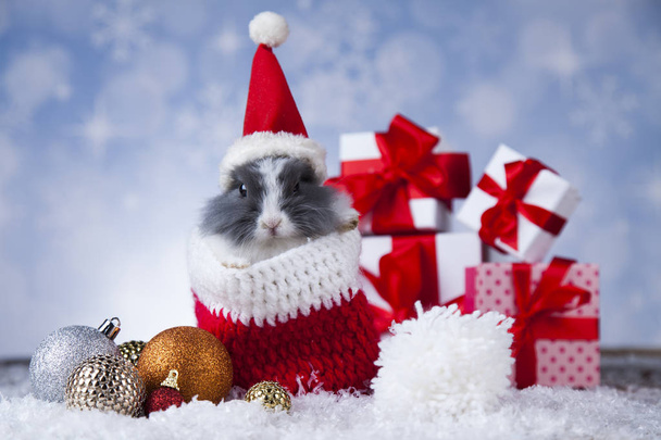 Zabawny królik i tło Boże Narodzenie - Zdjęcie, obraz