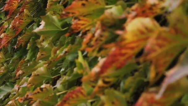 colorful leaves of liana changes the focal length - Footage, Video