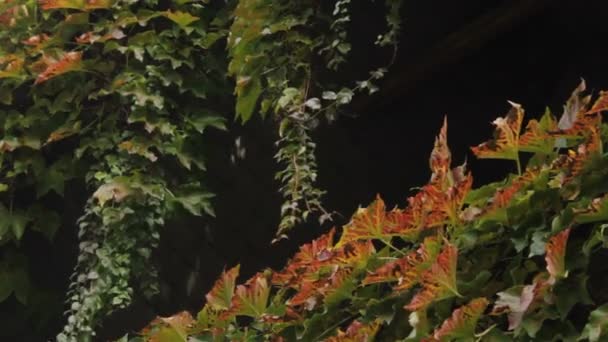 barevné listí liana - Záběry, video