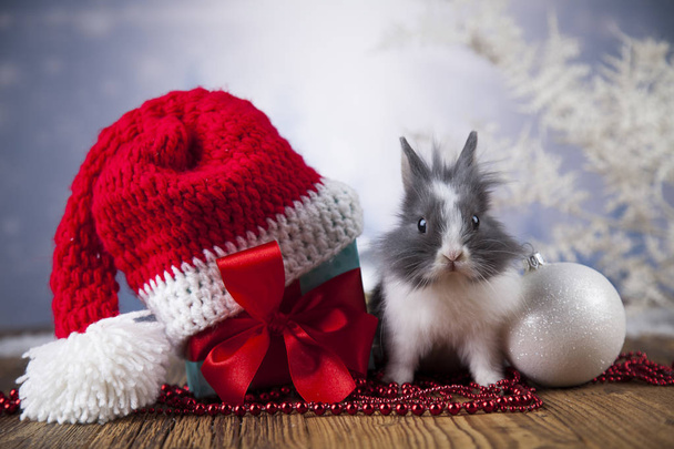 Забавный кролик и рождественский фон
 - Фото, изображение