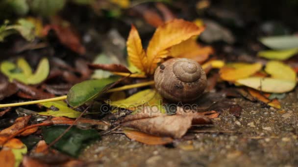 листя падають на землю над равликовою раковиною
 - Кадри, відео