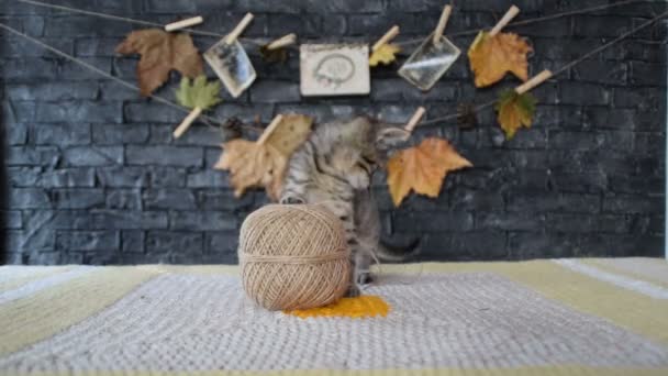 kitten playing with a ball of string - Footage, Video