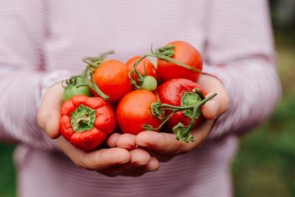 Farmers hands with freshly harvested tomatoes and pepper. Freshl - Foto, Imagen