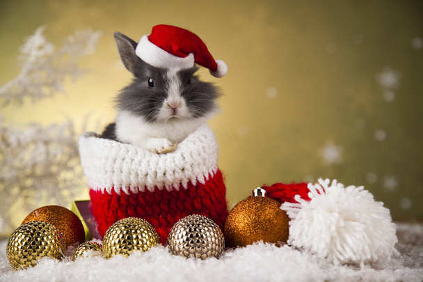 Забавный кролик и рождественский фон
 - Фото, изображение