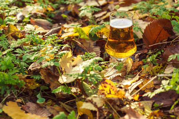 Birra nella foresta autunnale
 - Foto, immagini