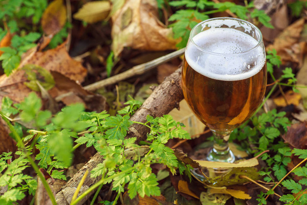 Пиво в осеннем лесу
 - Фото, изображение