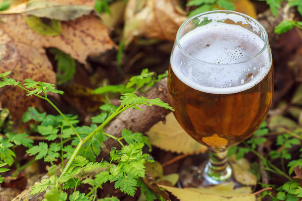 Piwo w lesie jesienią - Zdjęcie, obraz