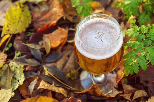 秋の森のビール - 写真・画像