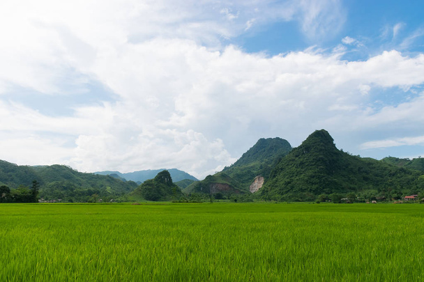 pirinç tarlası ve gökyüzü - Fotoğraf, Görsel
