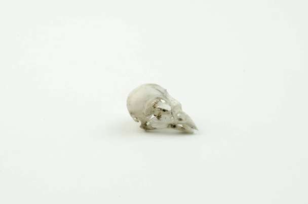 The skull of the bird on white background. - Valokuva, kuva