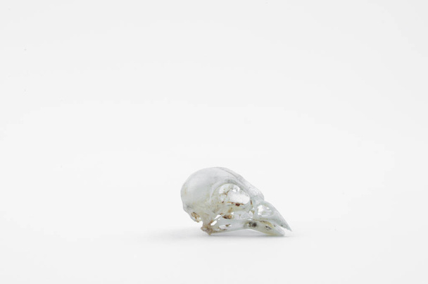 The skull of the bird on white background. - Valokuva, kuva