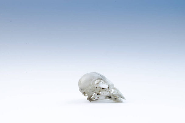 The skull of the bird on white background. - Φωτογραφία, εικόνα