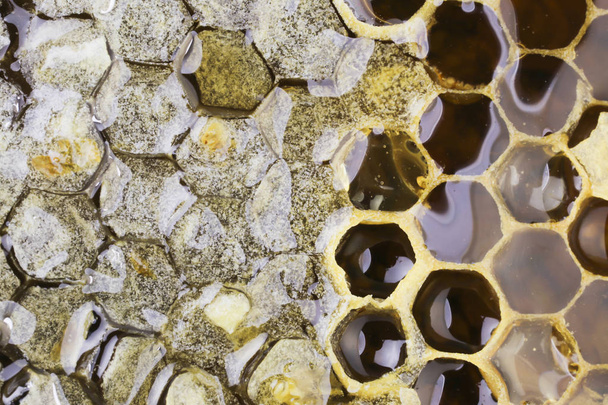 Lépek tele Vértes méz. Méhsejt a fény visszaverése a csillag formájában minden cellában. Textúra. - Fotó, kép