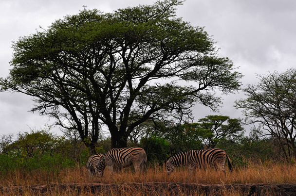 Safari in Südafrika: Zebras fressen im Hluhluwe imfolozi Park (Hluhluwe imfolozi Wildreservat), dem ältesten ausgewiesenen Naturreservat Afrikas seit 1895, das sich in kwazulu-natal, dem Land der Zulus, befindet - Foto, Bild