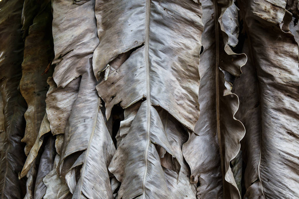 Dried banana leaves - Фото, изображение