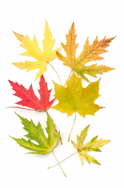 colored maple leaves. autumn. - Photo, Image