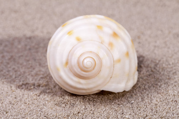 Singola conchiglia di lumaca marina sdraiata sulla sabbia, da vicino
 - Foto, immagini