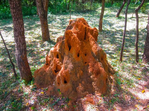 Riesige Termitentermiten brüten in roter Erde - Foto, Bild
