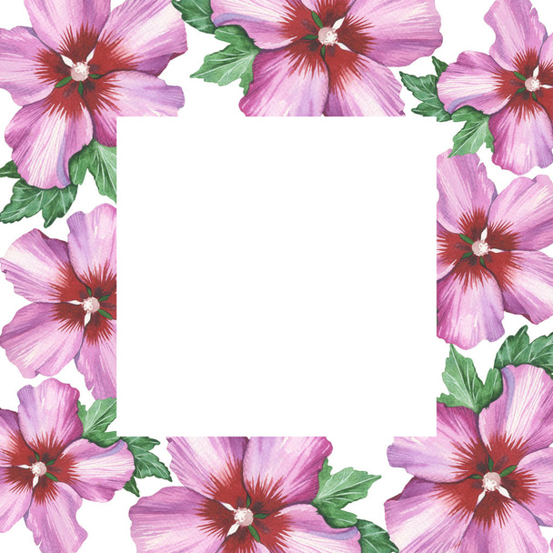 Hibiscus çiçek arka plan çerçevesinde suluboya çizimi gül. - Fotoğraf, Görsel