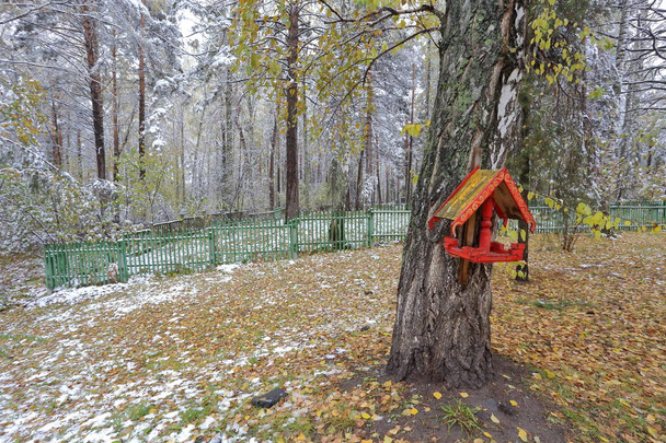Na brzoza, malowany w stylu rosyjskim w winter park znajduje się domek dla ptaków - Zdjęcie, obraz
