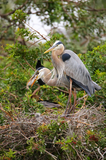 Great Blue Herons in the nest eaing fish. It is the largest Nort - Foto, afbeelding