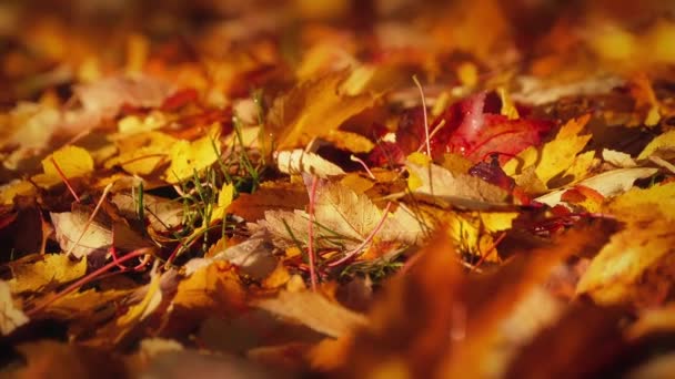 Renkli sonbahar geçen yaprakları makro - Video, Çekim