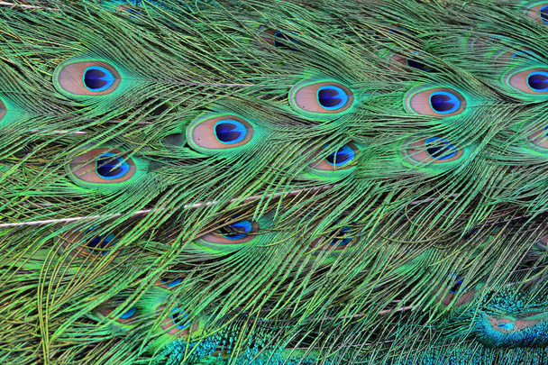 Colorful peacock feathers  - Foto, imagen