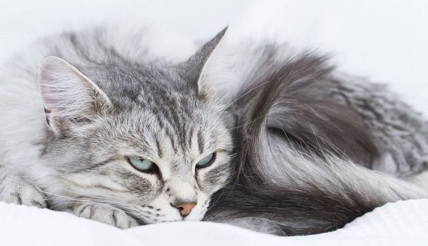 gorgeous silver cat of siberian breed - Foto, immagini