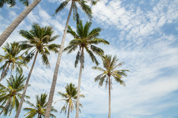 Palm trees against blue sky. - Foto, Imagem