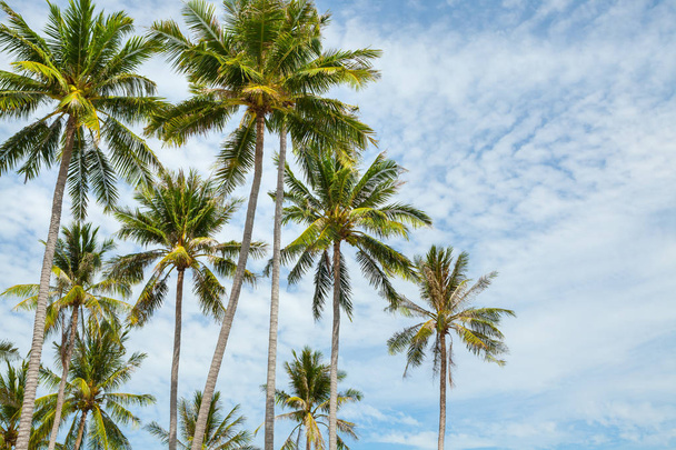 Palm trees against blue sky. - Foto, Imagem