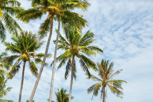 Palm trees against blue sky. - Foto, afbeelding