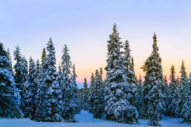 coniferous winter forest - Valokuva, kuva