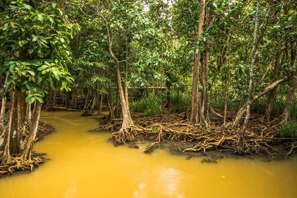 tha pom klong song nam mangrovenwald schutz und tourismus  - Foto, Bild