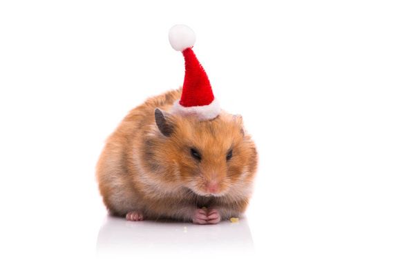 Hamster mignon avec santa chapeau isolé sur blanc
 - Photo, image