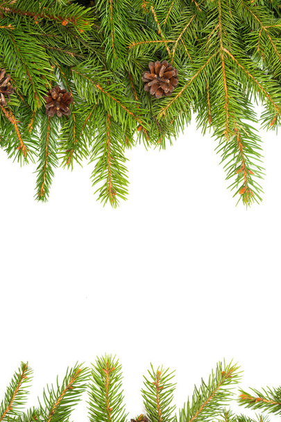 Christmas green fir tree - Φωτογραφία, εικόνα