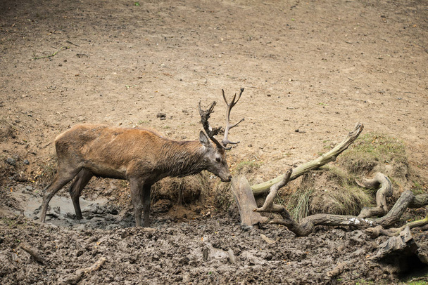 Jeleń jelenia Michigan zabiera mudbath do ostygnięcia na Aut - Zdjęcie, obraz