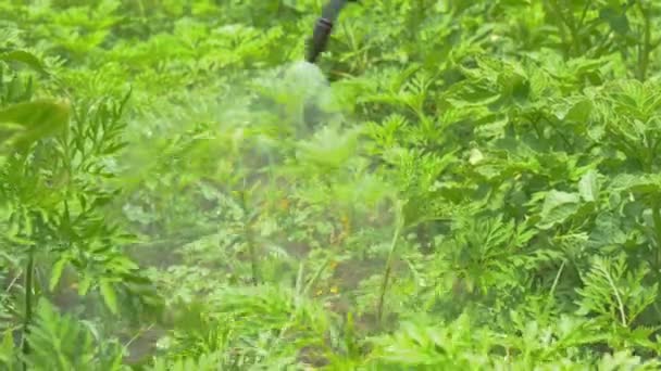 pulverización de pesticidas en el jardín
 - Metraje, vídeo