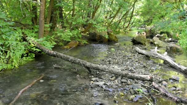 Forest landscape with a small stream and fallen trees - Footage, Video