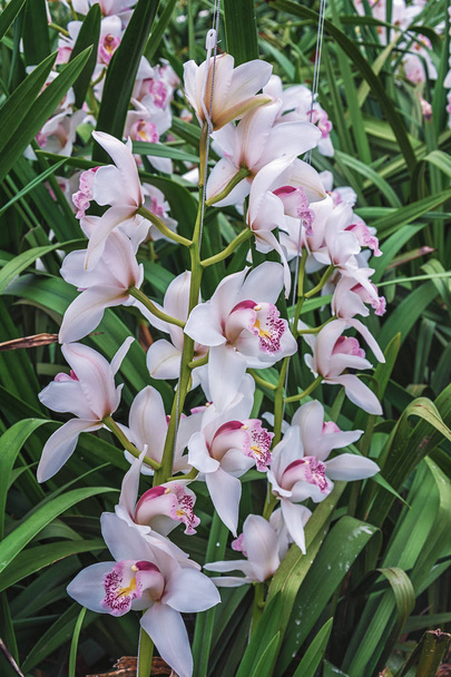 Ветвь цветет орхидеями в теплице
. - Фото, изображение