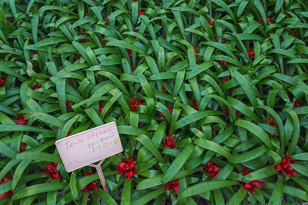 Красные цветы среди зеленых листьев - Фото, изображение